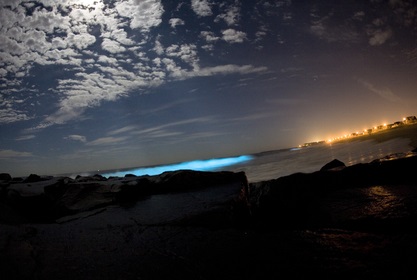 Bioluminescent Bay