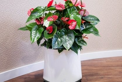 Air Purifying Planter
