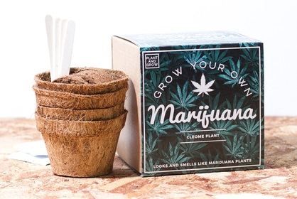 Grow Your Own “Marijuana” Kit