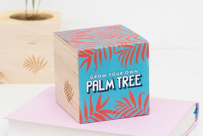 Grow your own Palm Tree