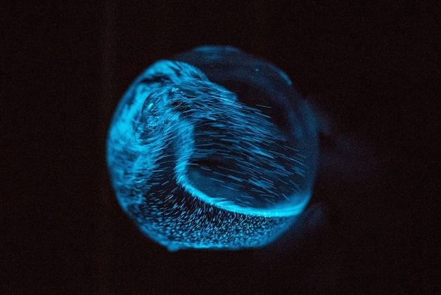 Bioluminescent Sphere